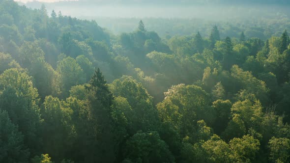 An atmospheric bird's-eye view of a rich, green forest, aerial and dynamic