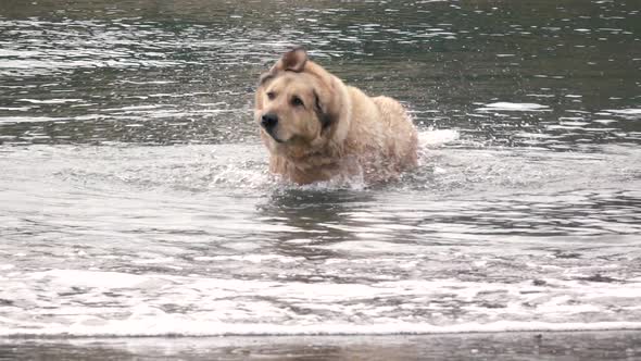 Dog In The Water Shaking Off