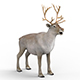 Reindeer - 3DOcean Item for Sale