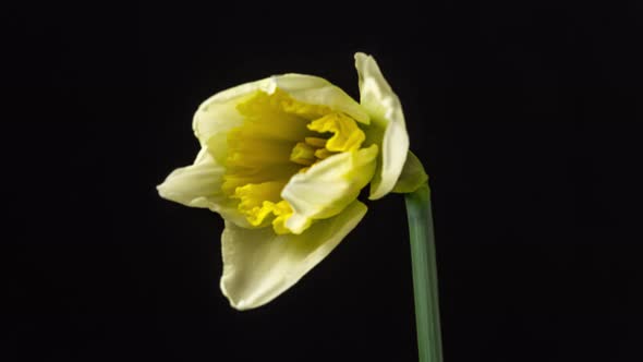 Narcissus Daffodil Blossom Timelapse on Black