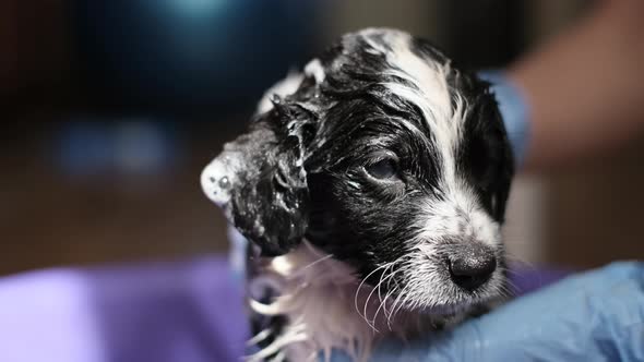 Frightened Little Dog Takes a Bath