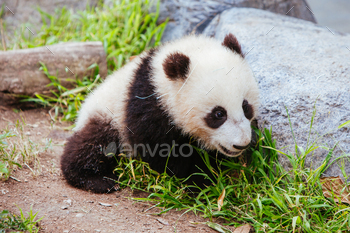 Baby Panda in California USA