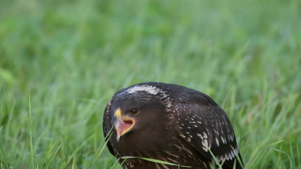 Closeup of a Juvenile Lesser Spotted Eagle in the Ground