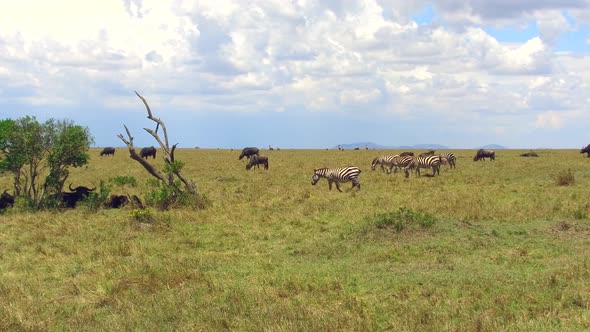 Group of Herbivore Animals in Savannah at Africa