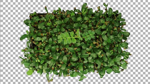 Time-lapse of germinating microgreens fenugreek and chickpea seeds with ALPHA channel