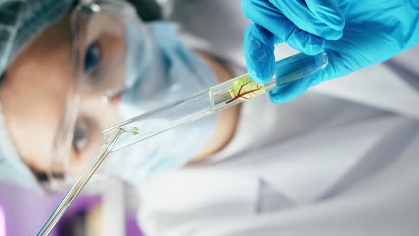 Vertical Video of Medical Scientist Inspecting Microgreens Working in Laboratory