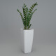 Flowerpot with a Zamioculcas - 3DOcean Item for Sale
