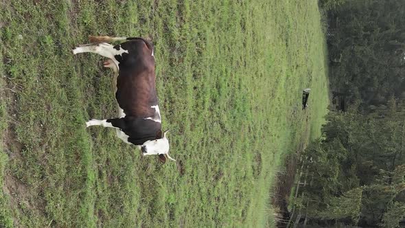 Ukraine Carpathians Cow in the Mountains