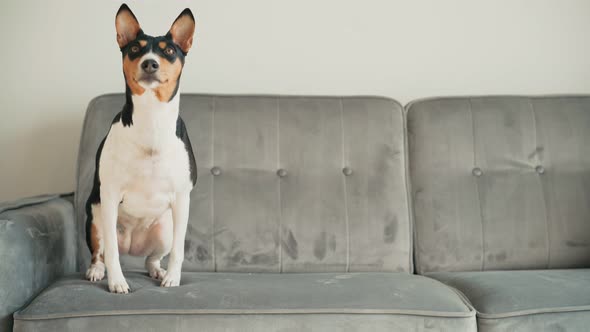 Portrait of a Cute Basenji Dog Sitting on a Grey Sofa