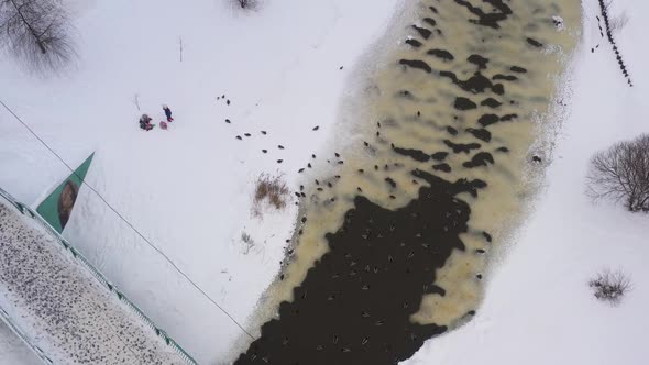 People Feed Feathered Birds on the River Embankment in Winter