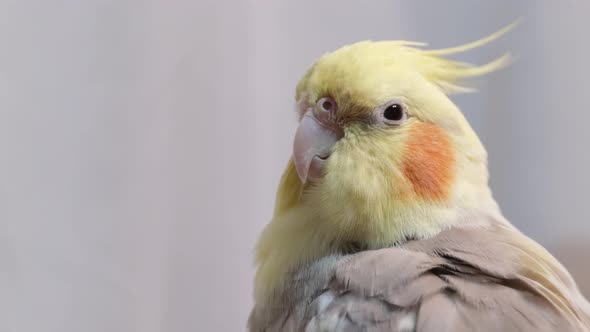 Beautiful Yellow Parrot Cleans Feathers Sitting on a Branch