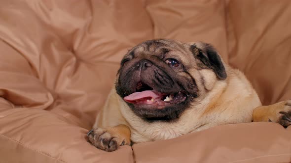 Close Up of Cute Pug Lying on Armchair and Breathing with Her Mouth Open