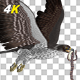 American Eagle - USA Flag - Flying Transition - V - 32