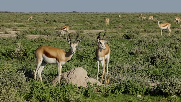 Springbok Antelopes On Etosha Plains