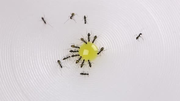 Ants Drinking Yellow Colored Sugar Water