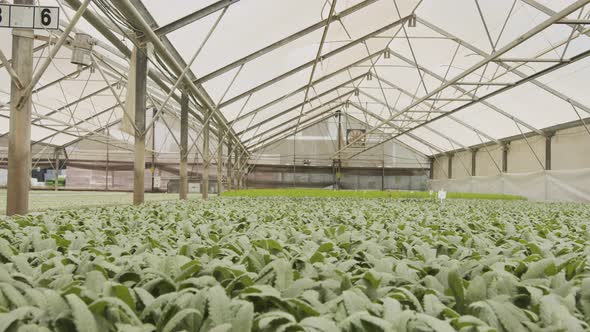 Large industrial nursery with organic vegetable plants growing inside a greenhouse