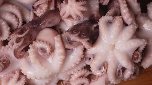 Fresh Baby Octopuses 62