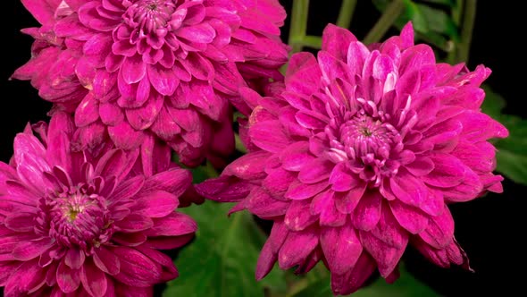 Beautiful Pink Chrysanthemum Flower Opening