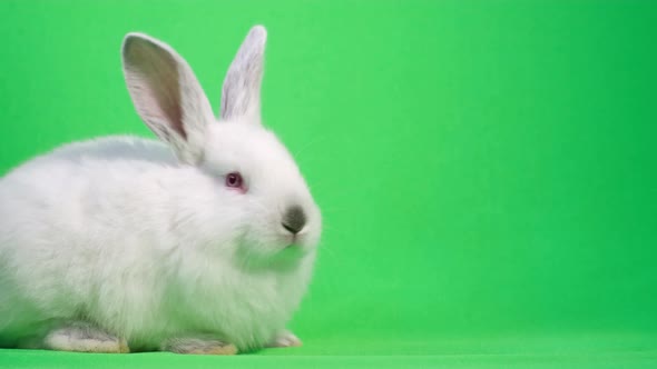 Beautiful White Rabbit Looks at the Camera