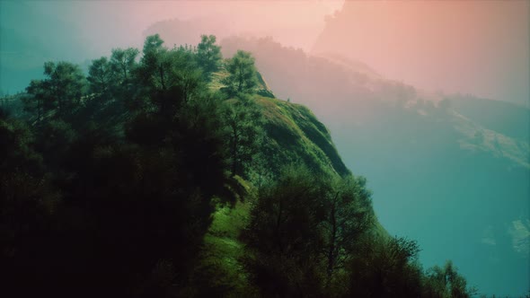 Green Trees in Canyon at Sunset with Fog