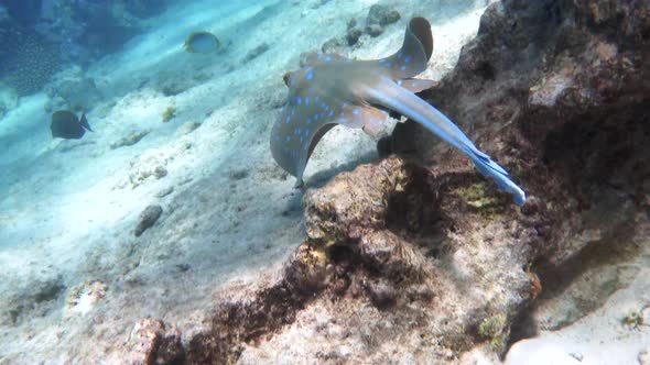 Spotted Stingray swimming, soaring deep over sandy ocean bed in coral reef.