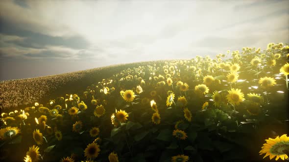 Sunflower Field and Cloudy Sky