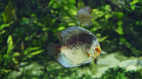 Discus Fish in Aquarium, Tropical Fish. Symphysodon Discus From Amazon River. Blue Diamond