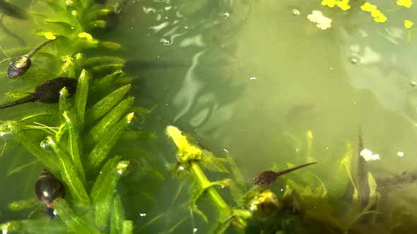 British Tadpoles, swimming and developing into frogs.