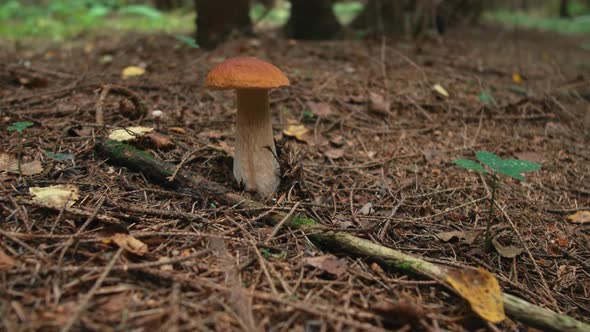 Porcini Mushrooms in the Forest