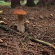 Porcini Mushrooms in the Forest - VideoHive Item for Sale