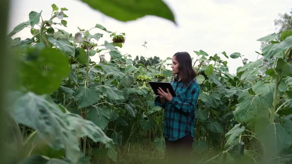 A Woman Farmer with a Tablet on a Sunflower Field, She Controls the Growth Process of a Healthy Crop