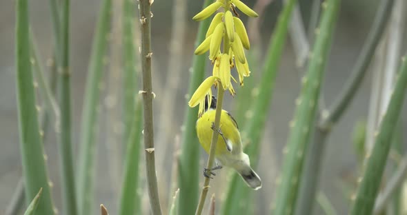 The bananaquit - bird also known as sugar thief on the aloe vera flower - a slow-motion shot