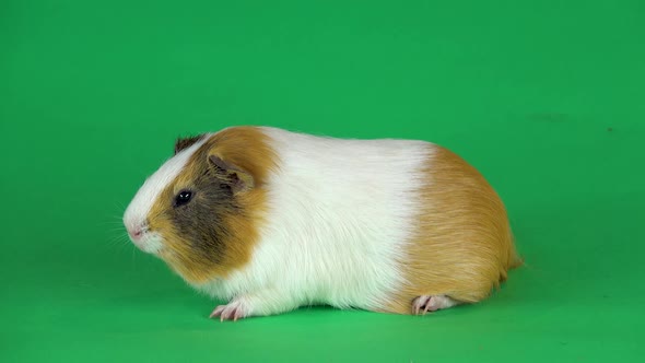 Short-haired Colored Guinea Pig on a Green Background Screen in Studio. Close Up