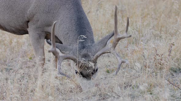 A herd of deer grazing in the Rocky Mountain National Park