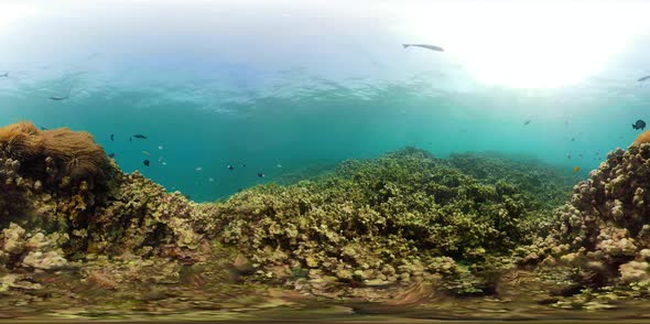 Coral Reef and Tropical Fish Vr360