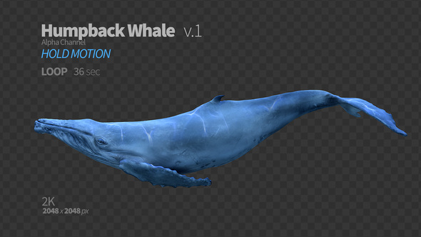 Humpback Whale 1 alt