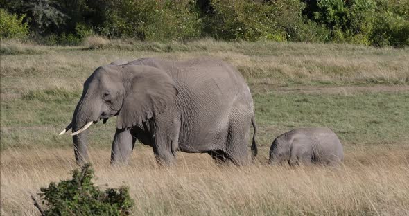 African Elephant, loxodonta africana, Mother and calf, Masai Mara Park in Kenya, Real Time 4K