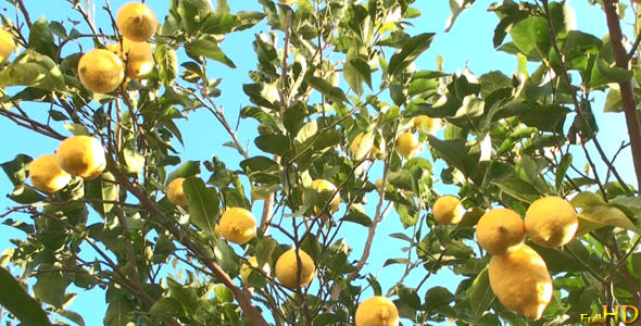 Lemon Tree