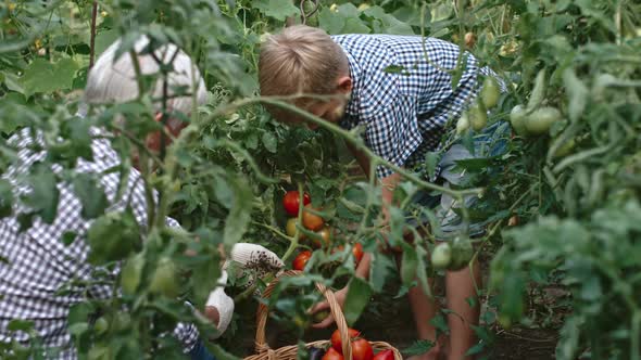 Boy and Grandfather Harvesting Together alt