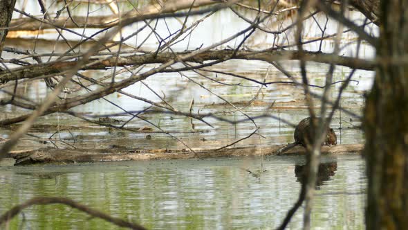 Beaver cub walks on trunk in dammed area. Canadian fauna, castor habitat