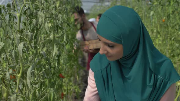 Young Multiethnic Gardeners Working in Greenhouse