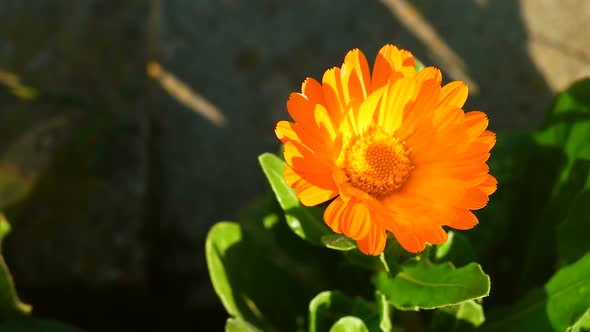 Calendula