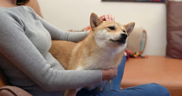 Woman play with Shiba inu at home