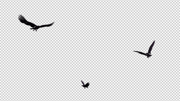 Three Black Ravens - 4K Flying Around Loop alt