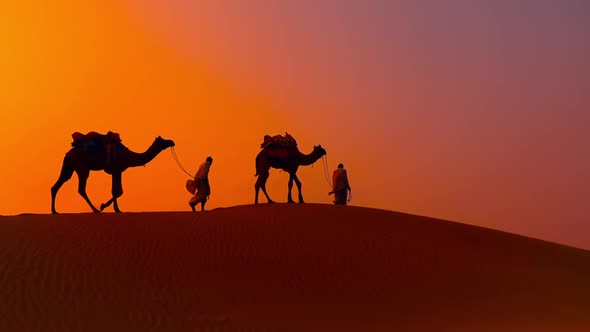 Cameleers, Camel Drivers at Sunset