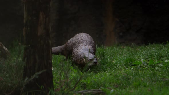 otter walking along forest floor