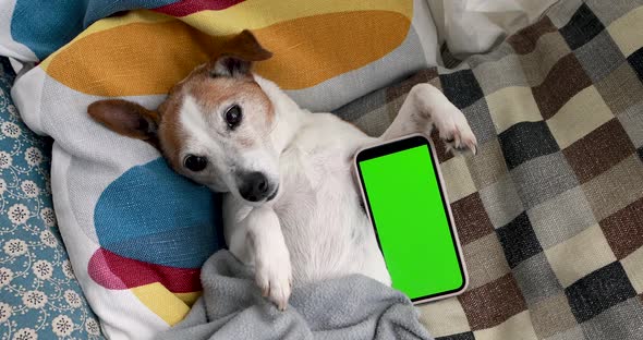 Little Funny Dog Lying By Smartphone with Green Display