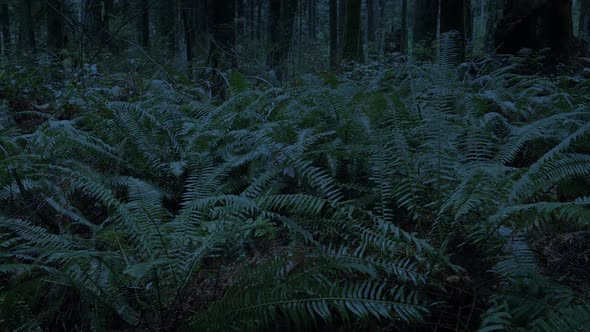 Passing Ferns In The Woods In Low Light