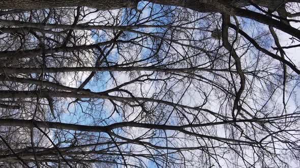 Vertical Video of the Forest with Trees Without Leaves