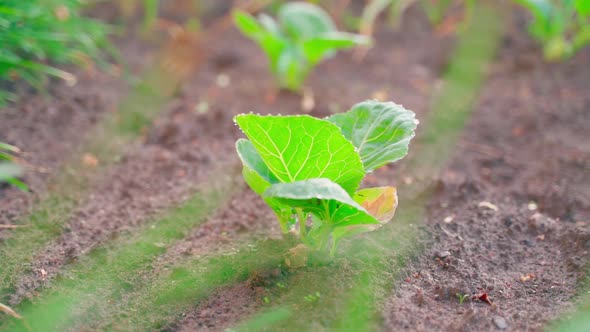 A Young Seedling of White Cabbage Grows in the Soil in a Garden Bed Closeup on a Blurred Background